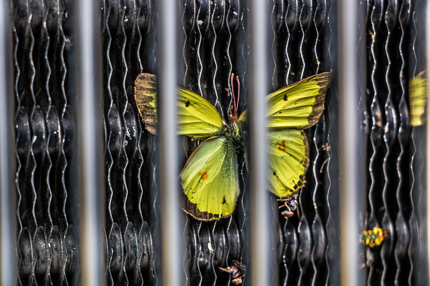 Insects & Wildlife