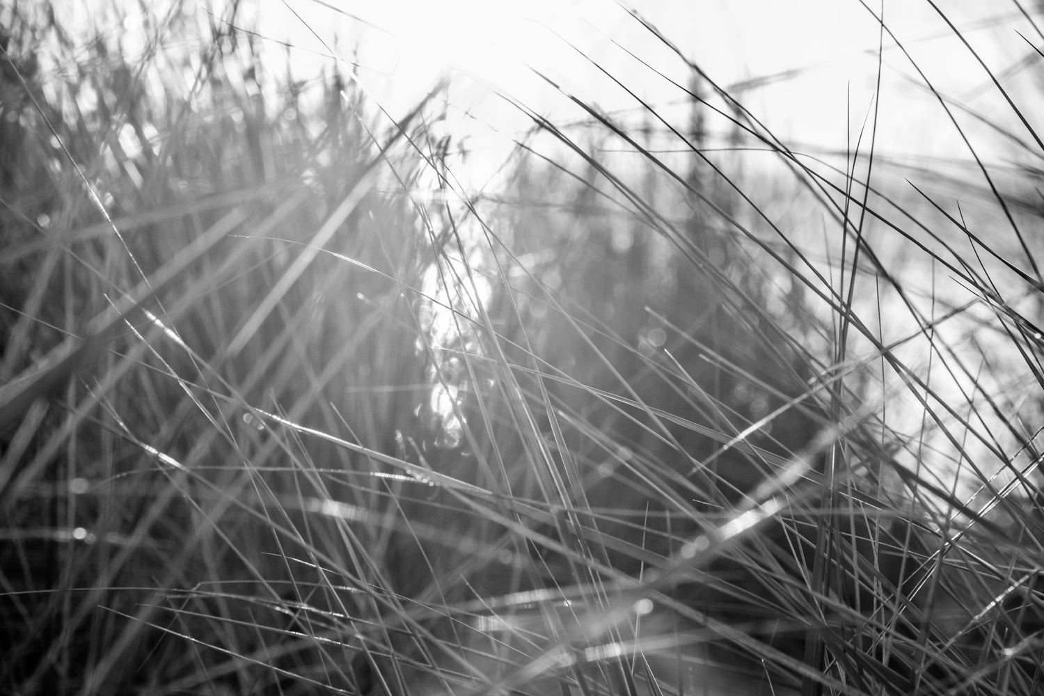 'Daydream' - Jason Castaneda